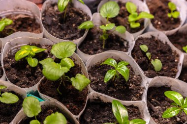 Ayrı kaplarda fidan büyümeye.