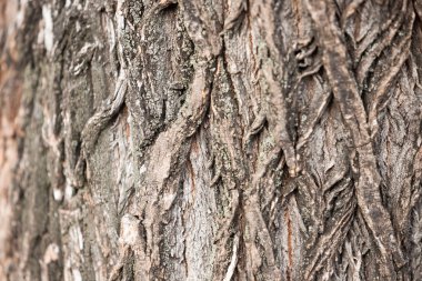 Ağaç gövdesi yüzeyi. Büyük yivli dokulu kabuğu.