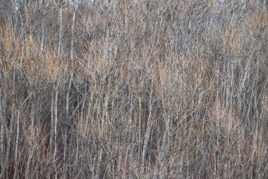 Bahar dalları ağaçların yaprakları ile. Dalları doku.