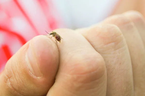 Man Holds His Hand Mosquito Drank Blood — Stock Photo, Image