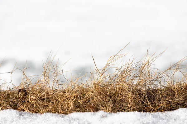 Suszone Trawy Łodygi Które Rozmrożone Śniegu Wiosnę Słomy Białym Tle — Zdjęcie stockowe