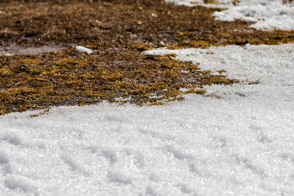 Smeltende Sneeuw Het Voorjaar Grens Tussen Sneeuw Ontdooide Bodem Met — Stockfoto