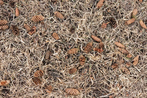 Conos Caídos Pino Yacen Sobre Hierba Seca — Foto de Stock