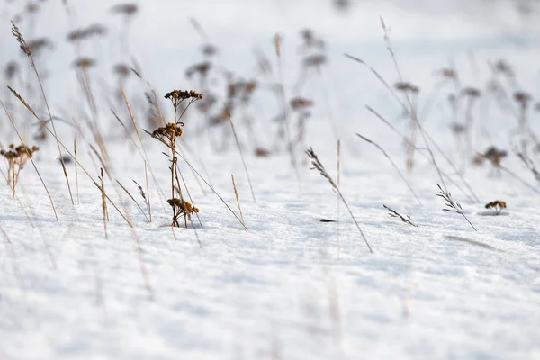 Stengels Van Gedroogd Gras Gluren Uit Onder Sneeuw — Stockfoto