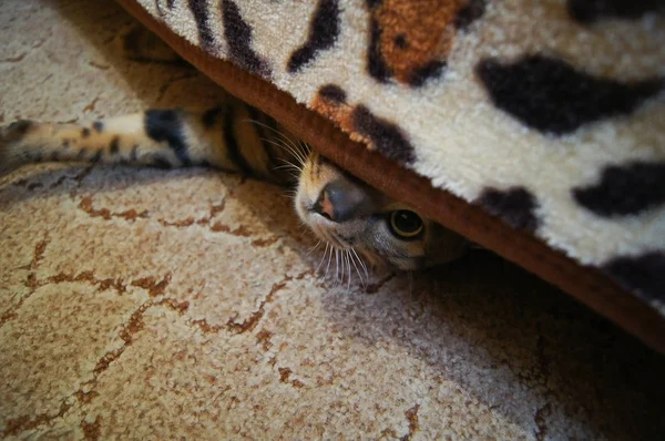 Bengalkatze Liegt Auf Dem Teppich Und Schaut Unter Dem Teppich — Stockfoto