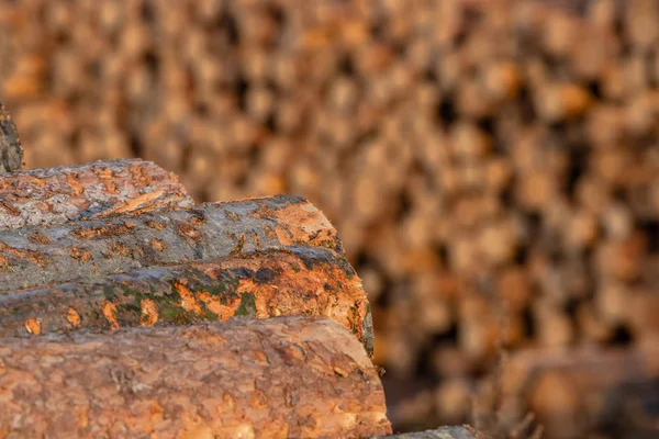 Dışa Aktarma Için Hazırlanan Çam Karaçam Günlükleri Yığınları Felling Dünya — Stok fotoğraf