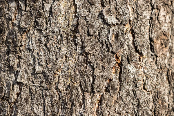 Povrch Kmene Stromu Strukturovaným Kůra Velkými Drážkami — Stock fotografie