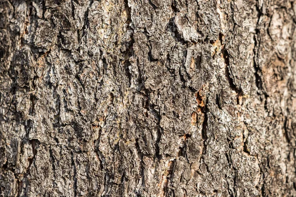 Het Oppervlak Van Boomstam Getextureerde Schors Met Grote Groeven — Stockfoto