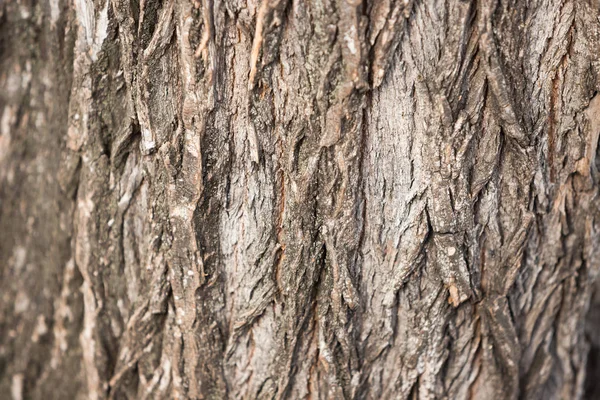 Superficie Del Tronco Del Árbol Corteza Texturizada Con Ranuras Grandes — Foto de Stock