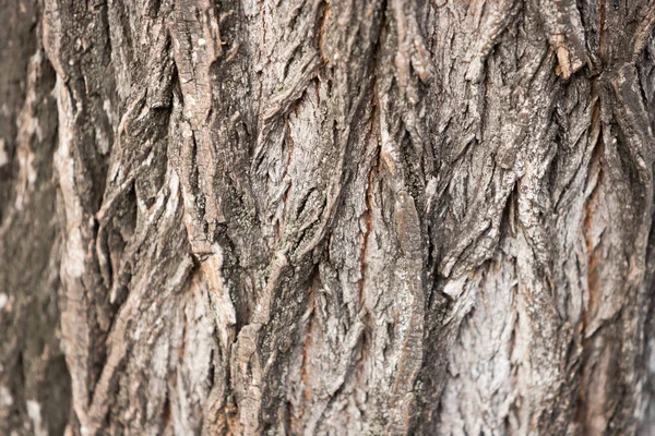 Superficie Del Tronco Del Árbol Corteza Texturizada Con Ranuras Grandes — Foto de Stock