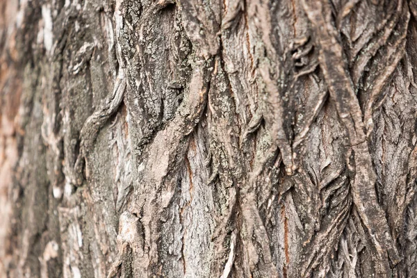 Superficie Del Tronco Del Árbol Corteza Texturizada Con Ranuras Grandes — Foto de Stock