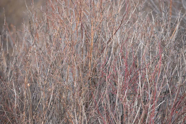 Våren Grenar Träd Med Inga Blad Texturen Grenarna — Stockfoto