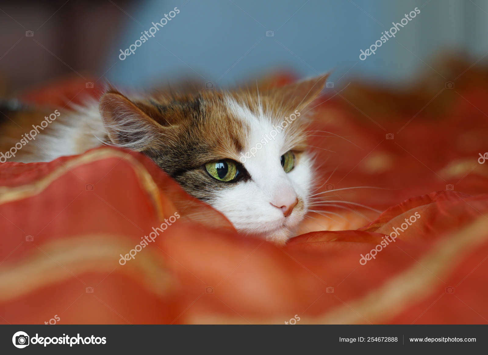 Cat big pupil stockfoto, royaltyfrie Cat big pupil bilder | DepositPhotos, image size:1600x1165