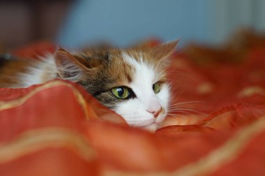 Yeşil gözlü bir kabarık benekli yerli kedi bir turuncu battaniye var yalan söylüyor. Kedi şakacı uzak görünüyor. Büyümüş göz bebekleri.