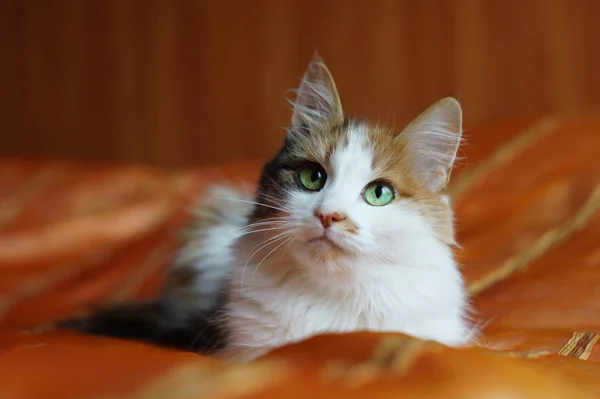 Eine Flauschig Gefleckte Hauskatze Mit Grünen Augen Liegt Auf Einer — Stockfoto
