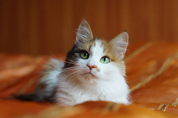Пушистый Пятнистый Домашний Кот Зелеными Глазами Лежит Оранжевом Одеяле Смотрит — стоковое фото