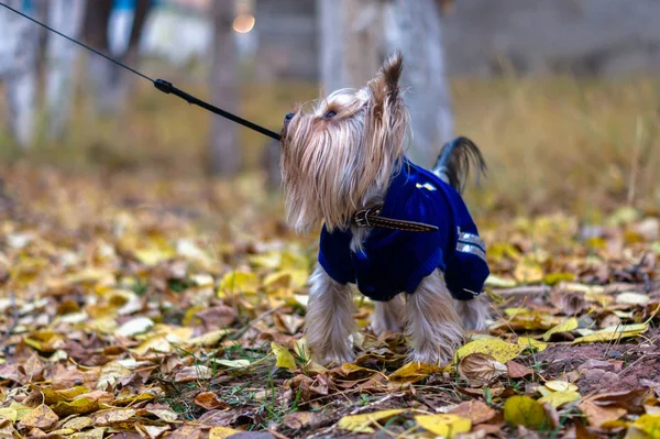 Yorkshire Terrier Leash Looks Side Dog Autumn Walk Little Long — Stock Photo, Image