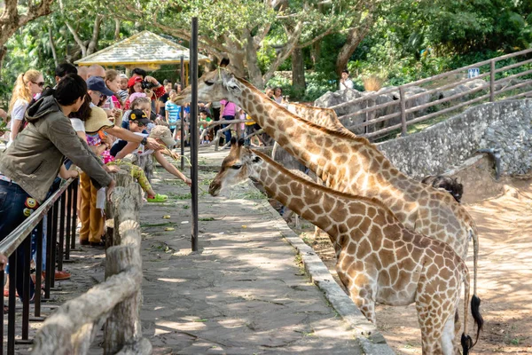 Pattaya Thailand January 2014 Tourists Feed Giraffes Pattaya Zoo — Stock Photo, Image