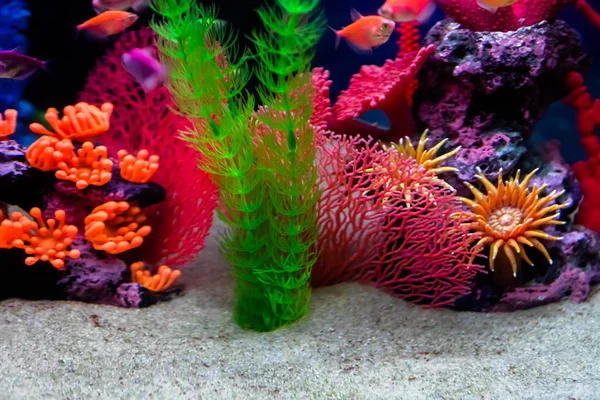 Defokussierten Boden Des Aquariums Mit Weißem Sand Und Künstlichen Dekorationen — Stockfoto