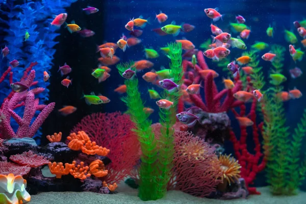 Piccoli Pesci Multicolori Acquario Pesce Chiamato Ternetia Caramello Tetra Nera — Foto Stock