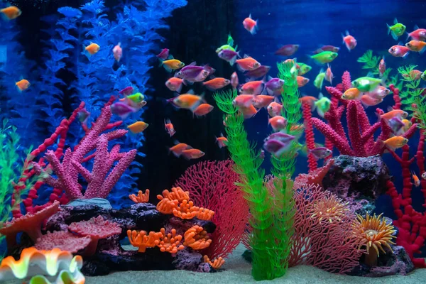 Bunte Kleine Fische Aquarium Fisch Namens Ternetia Karamell Oder Schwarzer — Stockfoto