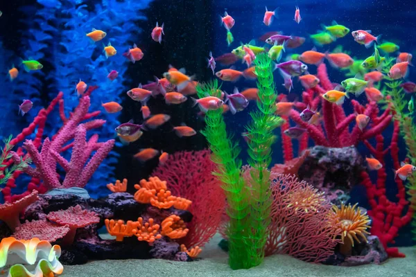 Peces Pequeños Multicolores Acuario Pescado Llamado Caramelo Ternetia Tetra Negro — Foto de Stock