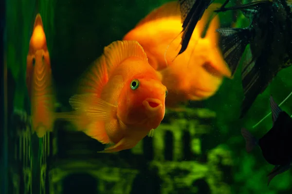 The fish in the aquarium looks into the camera. Aquarium fish called \