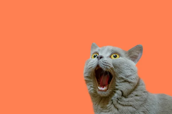 一只丁香的英国猫 穿着一件蓝色外套 抬头一看 猫张开嘴 神情疯狂 惊讶或惊奇的动物的概念 一只猫在孤立的珊瑚色背景上的身影 — 图库照片