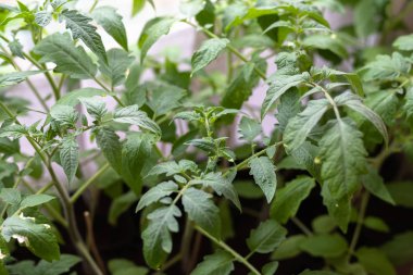 Tohumlar ayrı kaplarda yetişir. Pencere kenarında genç domates fideleri var..