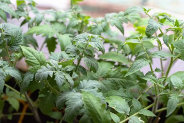 Tohumlar ayrı kaplarda yetişir. Pencere kenarında genç domates fideleri var..