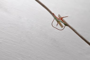 Beyaz bir duvara karşı kopmuş bir kablo. Bakır teller elle bükülür ve yalıtımlı değildir..