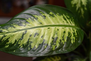 Ev bitkisinin güzel yaprakları Dieffenbachia. Kalın yeşil saplı renkli yapraklar..