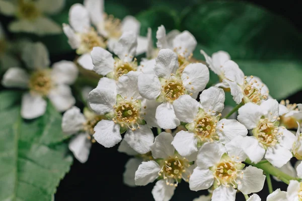 White flowers of bird cherry. Macro close-up. Copy space. Green foliage in the background.