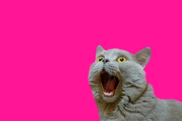 一只丁香的英国猫 穿着一件蓝色外套 抬头一看 猫张开嘴 神情疯狂 惊讶或惊奇的动物的概念 一只猫在塑料粉红色隔离背景上的身影 — 图库照片