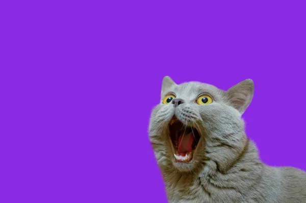 一只丁香的英国猫 穿着一件蓝色外套 抬头一看 猫张开嘴 神情疯狂 惊讶或惊奇的动物的概念 一只猫在质子紫色孤立背景上的身影 — 图库照片