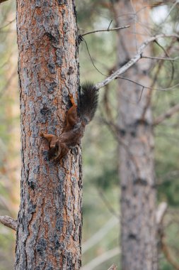 Ağaç gövdesindeki kırmızı sincap. Vahşi doğadaki hayvanlar.