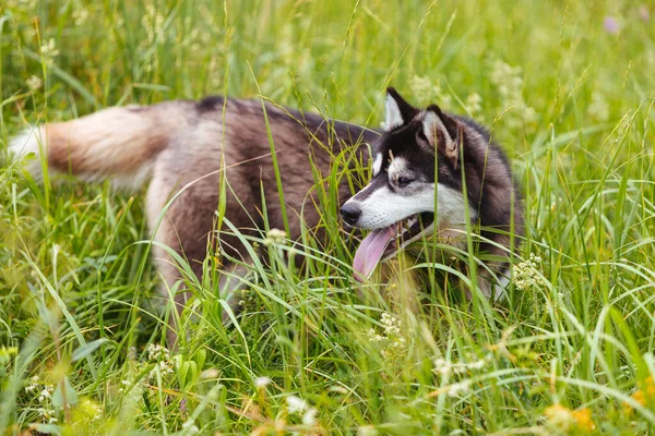 Husky Pies Łące Bujnej Zielonej Trawie Patrząc Oddali Językiem Wystającym — Zdjęcie stockowe