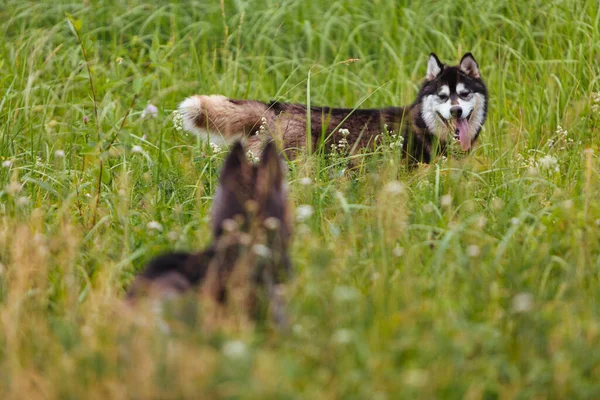 Dwa Syberyjskie Szczenięta Husky Wysokiej Trawie — Zdjęcie stockowe