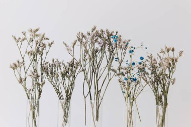 Beyaz arka planda cam mataralarda bir sürü küçük kurumuş kır çiçeği var..