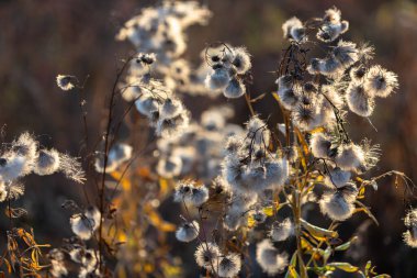 Yumuşak beyaz çiçekler. Arka planda tüylü toplar şeklinde kır çiçekleri. Duvar kağıdı için arkaplan.