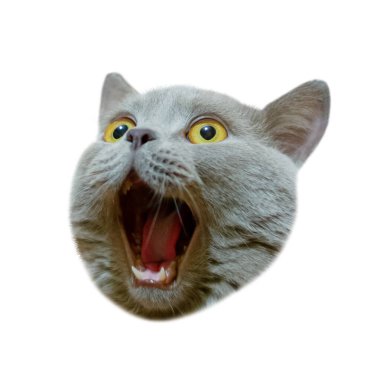Bir İngiliz kedinin izole edilmiş kafası yukarı bakıyor. Kedi çılgın bir bakışla ağzını açtı. Şaşırmış ya da şaşırmış bir hayvan konsepti. İzole edilmiş beyaz arkaplan üzerinde bir kedi figürü.