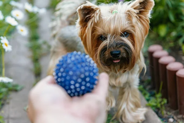 Yorkshire Terrier Cachorrinho Bonito Olha Para Uma Bola Azul Para — Fotografia de Stock