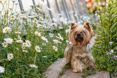 Yorkshire Teriyeri. Şirin küçük bir köpek, papatyaların arasındaki tahta kaldırımda duruyor..