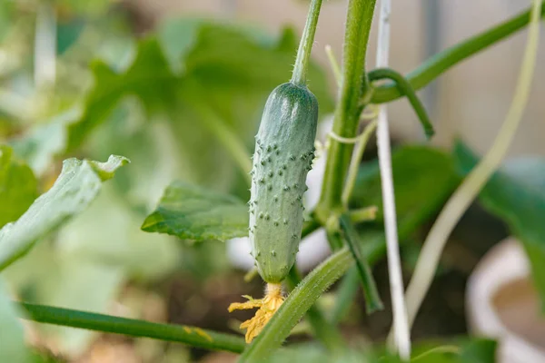 Ripe Cucumber Grows Bush Greenhouse — Stock Photo, Image