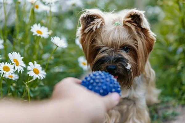 Yorkshire Terrier Cachorrinho Bonito Olha Para Uma Bola Azul Para — Fotografia de Stock