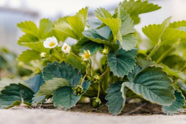 Çilek çalısı, beyaz çiçekler, özel, pürüzsüz bir kaplamada yetişiyor..