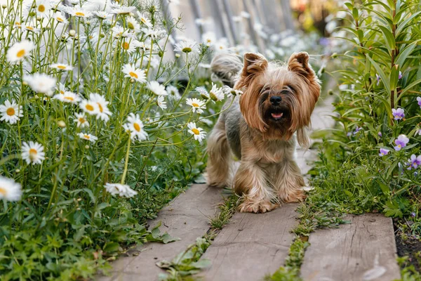 Yorkshire Terrier Cão Pequeno Bonito Fica Uma Calçada Madeira Entre — Fotografia de Stock