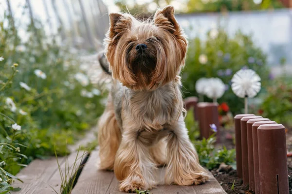 Yorkshire Terrier Cão Pequeno Bonito Calçada Madeira — Fotografia de Stock