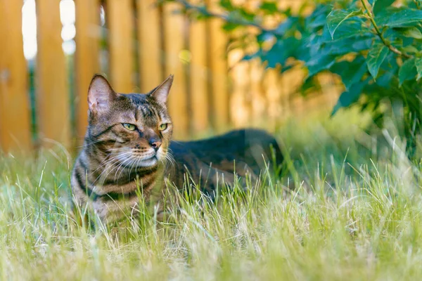 Gato Bengala Descansa Sobre Exuberante Césped Sombra Arbusto —  Fotos de Stock