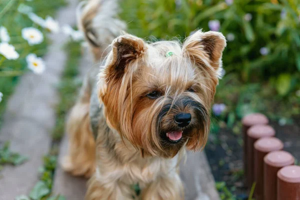 Yorkshire Terrier Cão Pequeno Bonito Olha Para Distância Com Boca — Fotografia de Stock